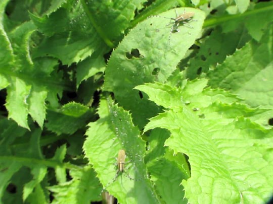 Agapanthia villosoviridescens, Scheckhorn-Distelbock