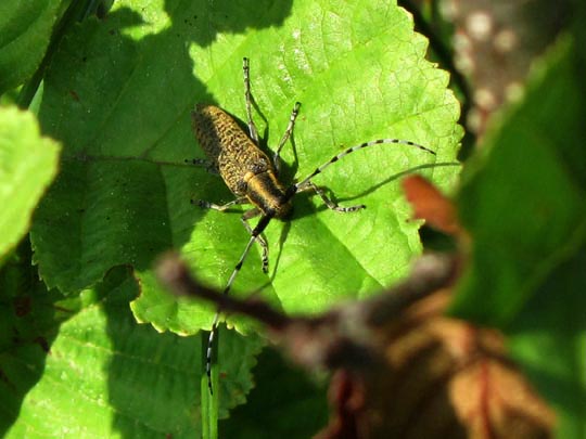 Agapanthia villosoviridescens, Scheckhorn-Distelbock