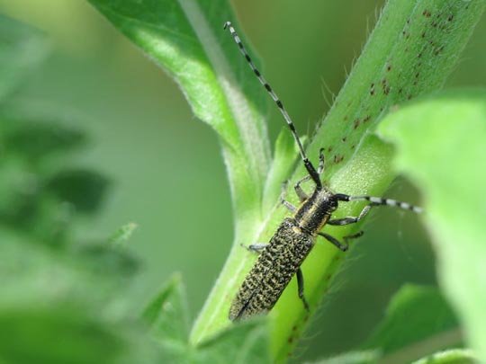 Agapanthia villosoviridescens, Scheckhorn-Distelbock
