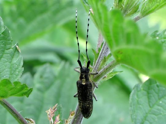 Agapanthia villosoviridescens, Scheckhorn-Distelbock