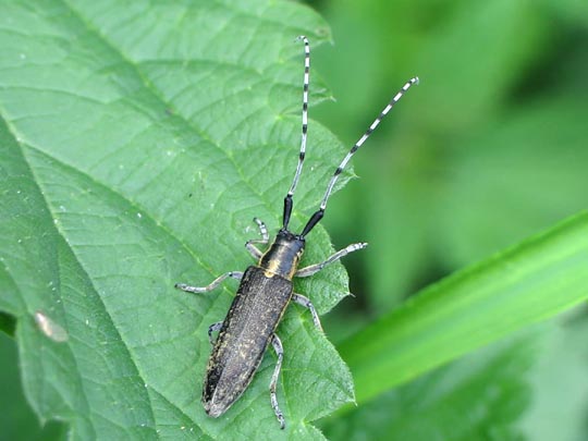 Agapanthia villosoviridescens, Scheckhorn-Distelbock