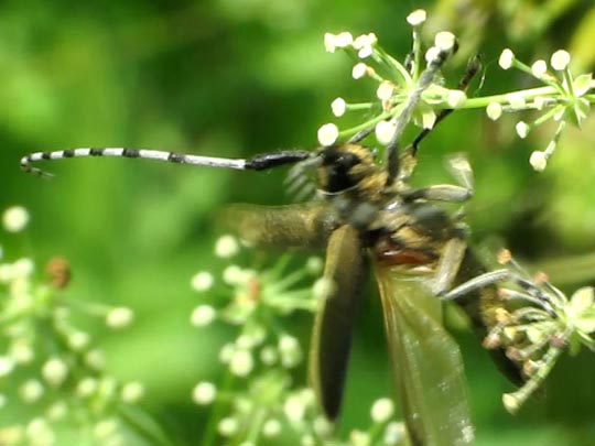Agapanthia villosoviridescens, Scheckhorn-Distelbock