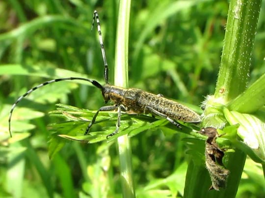 Agapanthia villosoviridescens, Scheckhorn-Distelbock
