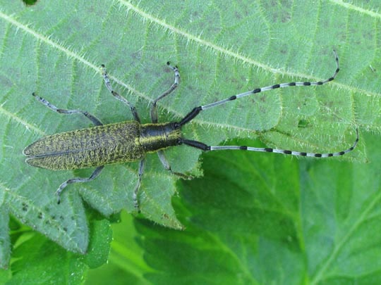 Agapanthia villosoviridescens, Scheckhorn-Distelbock