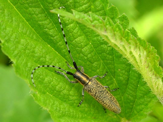 Agapanthia villosoviridescens, Scheckhorn-Distelbock