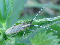 Agapanthia villosoviridescens, Scheckhorn-Distelbock