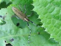 Agapanthia villosoviridescens, Scheckhorn-Distelbock