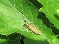 Agapanthia villosoviridescens, Scheckhorn-Distelbock