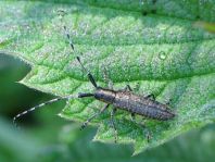 Agapanthia villosoviridescens, Scheckhorn-Distelbock