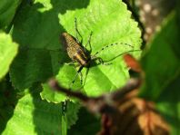 Agapanthia villosoviridescens, Scheckhorn-Distelbock