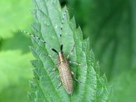 Agapanthia villosoviridescens, Scheckhorn-Distelbock