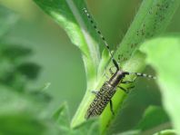 Agapanthia villosoviridescens, Scheckhorn-Distelbock