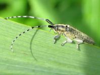 Agapanthia villosoviridescens, Scheckhorn-Distelbock