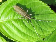 Agapanthia villosoviridescens, Scheckhorn-Distelbock
