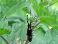 Agapanthia villosoviridescens, Scheckhorn-Distelbock