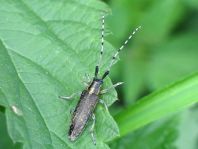 Agapanthia villosoviridescens, Scheckhorn-Distelbock