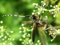 Agapanthia villosoviridescens, Scheckhorn-Distelbock