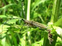 Agapanthia villosoviridescens, Scheckhorn-Distelbock