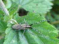 Agapanthia villosoviridescens, Scheckhorn-Distelbock