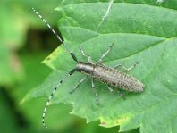 Agapanthia villosoviridescens, Scheckhorn-Distelbock