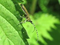 Agapanthia villosoviridescens, Scheckhorn-Distelbock