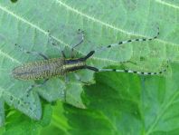 Agapanthia villosoviridescens, Scheckhorn-Distelbock