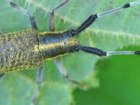 Agapanthia villosoviridescens, Scheckhorn-Distelbock