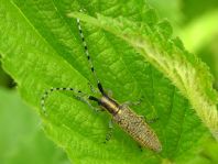 Agapanthia villosoviridescens, Scheckhorn-Distelbock