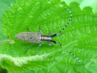 Agapanthia villosoviridescens, Scheckhorn-Distelbock