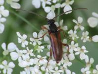 Alosterna tabacicolor