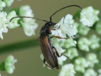 Alosterna tabacicolor