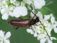 Alosterna tabacicolor