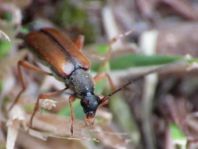 Alosterna tabacicolor