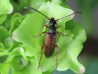 Alosterna tabacicolor