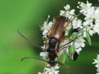 Alosterna tabacicolor
