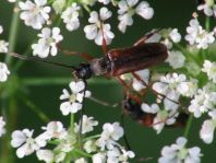 Alosterna tabacicolor