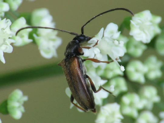 Alosterna tabacicolor