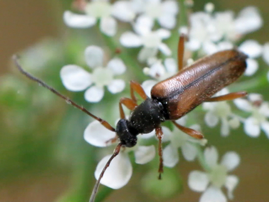 Alosterna tabacicolor