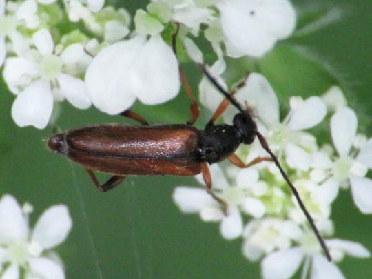 Alosterna tabacicolor