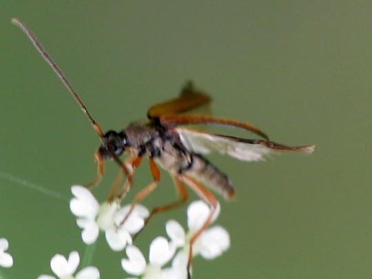 Alosterna tabacicolor
