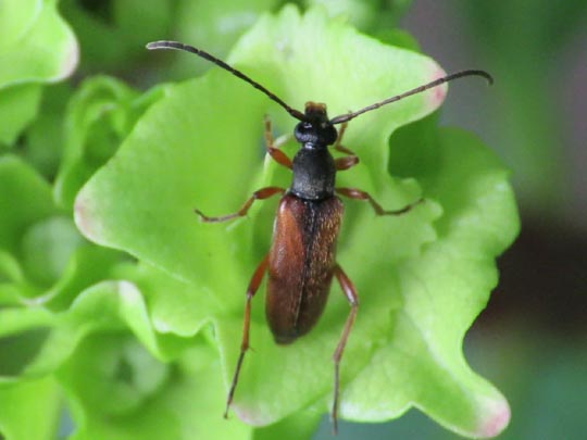 Alosterna tabacicolor