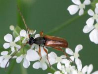 Alosterna tabacicolor