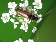 Alosterna tabacicolor