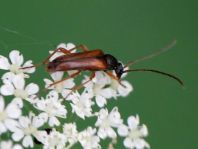 Alosterna tabacicolor