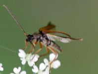 Alosterna tabacicolor
