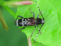 Anaglyptus mysticus, Dunkler Zierbock
