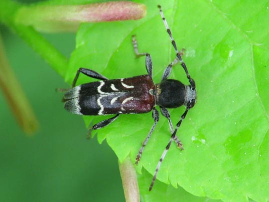 Anaglyptus mysticus, Dunkler Zierbock