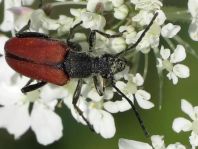 Anastrangalia sanguinolenta, Blutroter Halsbock