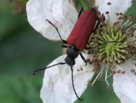 Anastrangalia sanguinolenta, Blutroter Halsbock