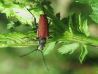 Anastrangalia sanguinolenta, Blutroter Halsbock